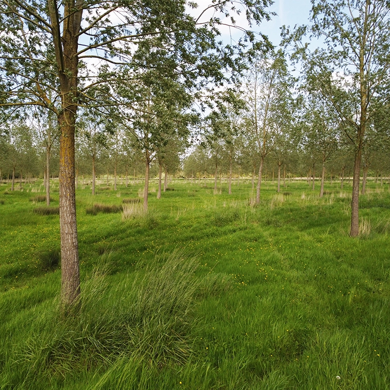 Cricket Bat Willows