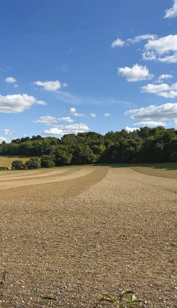 image of an agricultural field and some woodland